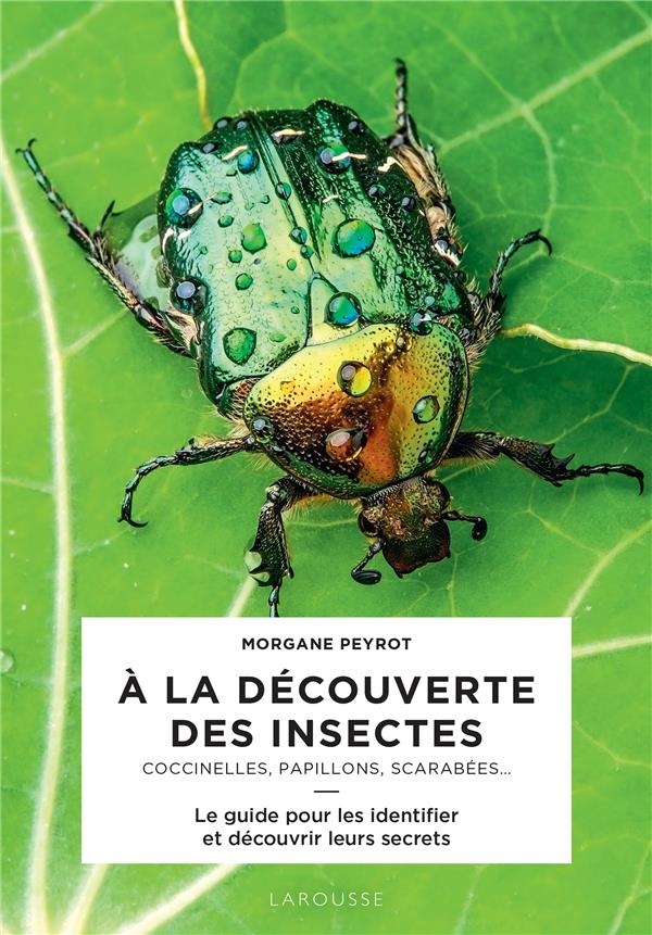 A la découverte des insectes. Coccinelles, papillons, scarabées...