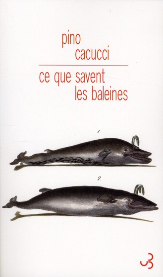 Ce que savent les baleines
