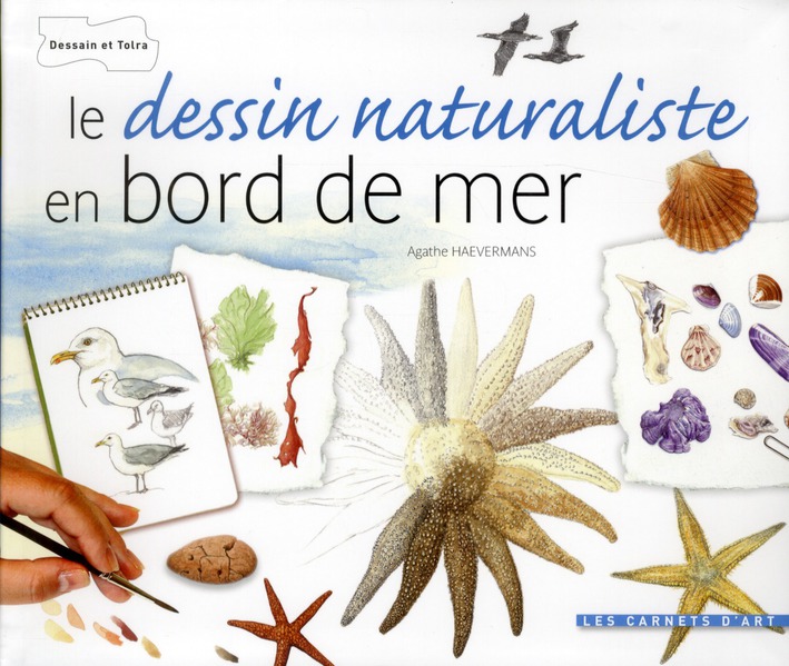 Le dessin naturaliste en bord de mer