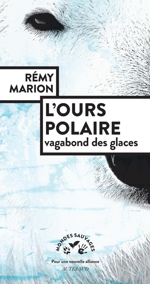 L'ours polaire. Vagabond des glaces