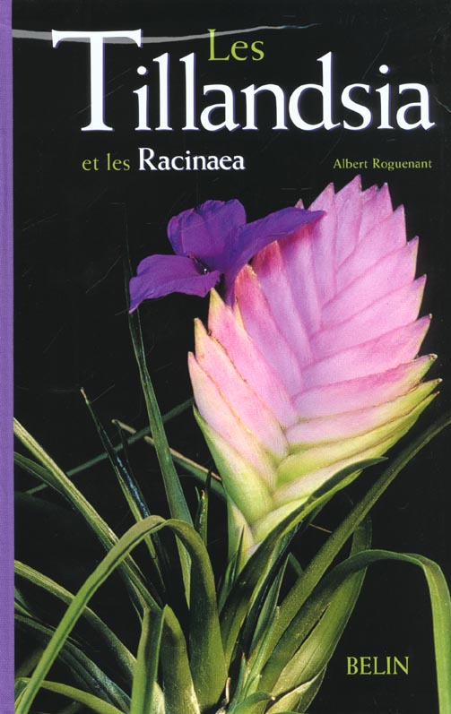 Les Tillandsia et les Racinaea