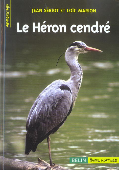 Le héron cendré