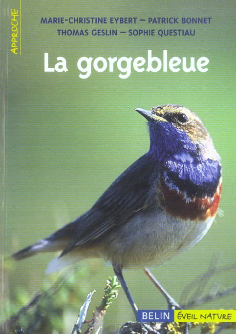 La gorgebleue à miroir