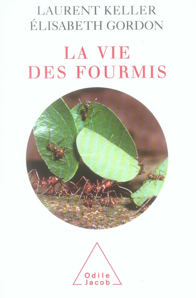 La vie des fourmis