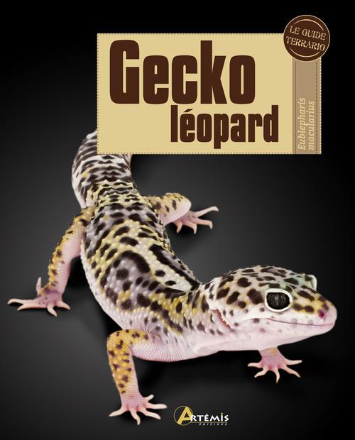 Gecko léopard. Eublepharis macularius