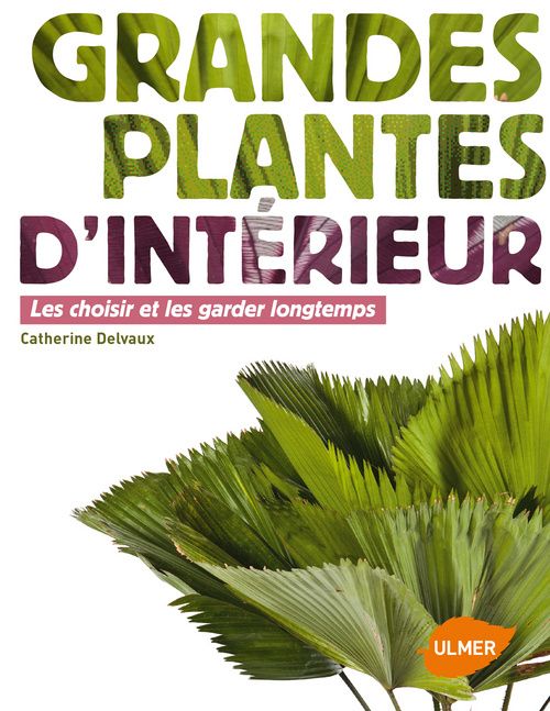 Grandes plantes d'intérieur. Les choisir et les garder longtemps