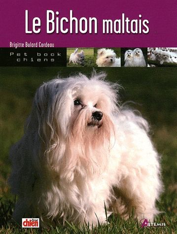 Le bichon maltais