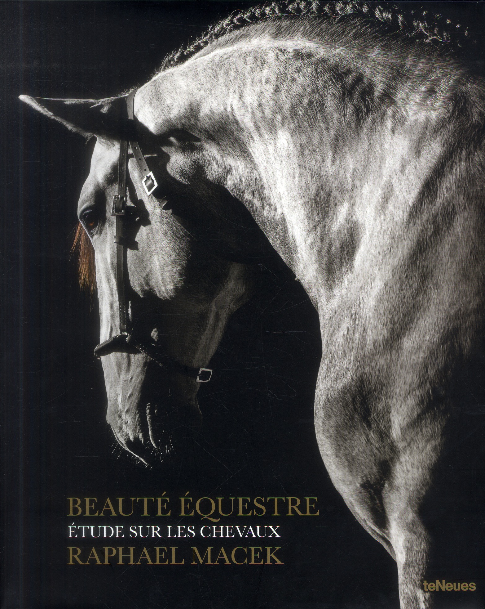 EQUINE BEAUTY, A STUDY OF HORSES -PROMO-