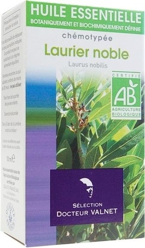 LAURIER NOBLE - LAURUS NOBILIS