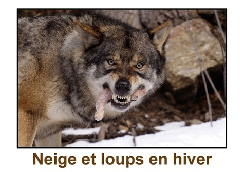 NEIGE ET LOUPS EN HIVER LIVRE POSTER DIN A3 HORIZONTAL