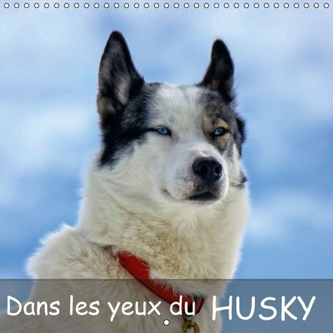 DANS LES YEUX DU HUSKY CALENDRIER MURAL 2016 300 300 MM SQUARE