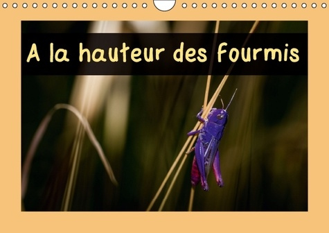 A LA HAUTEUR DES FOURMIS CALENDRIER MURAL 2016 DIN A4 HORIZONTAL