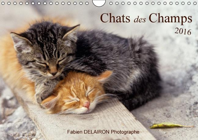 CHATS DES CHAMPS CALENDRIER MURAL 2016 DIN A4 HORIZONTAL