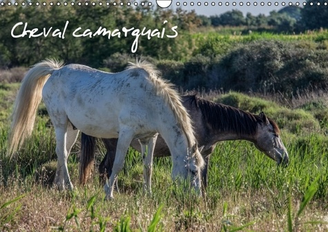 CHEVAL CAMARGUAIS CALENDRIER MURAL 2016 DIN A3 HORIZONTAL