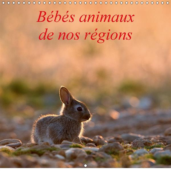 L INSOUCIANCE DES BEBES ANIMAU
