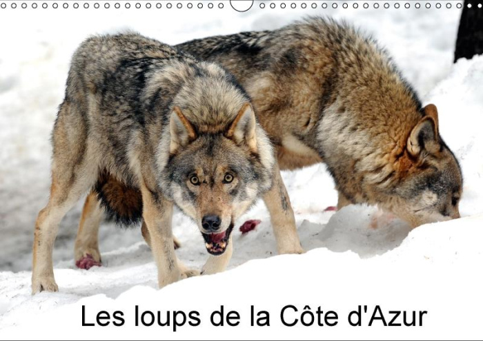 LES LOUPS DE LA COTE D AZUR CALENDRIER MURAL 2018 DIN A3 HOR - UN PARC A LOUPS A ETE CREE DAN