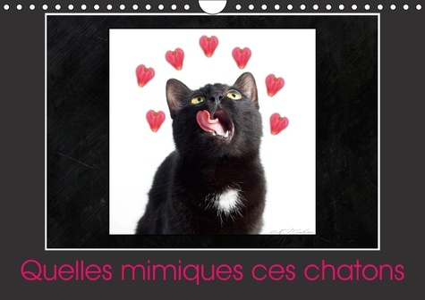 QUELLES MIMIQUES CES CHATONS CALENDRIER MURAL 2018 DIN A4 HO - UN CALENDRIER PLEIN D HUMOUR C