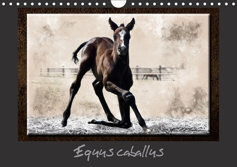 EQUUS CABALLUS CALENDRIER MURAL 2018 DIN A4 HORIZONTAL - CHEVAL ET EQUIPEMENT CALENDRIE