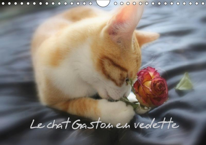LE CHAT GASTON EN VEDETTE CALENDRIER MURAL 2018 DIN A4 HORIZ - PHOTOS INEDITES DE GASTON LE C