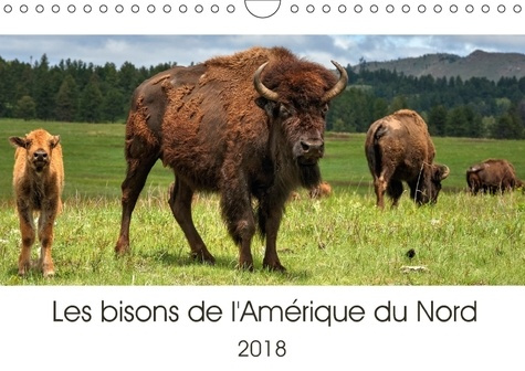LES BISONS DE L AMERIQUE DU NORD CALENDRIER MURAL 2018 DIN A - LE BISON EST LE PLUS GRAND MAM