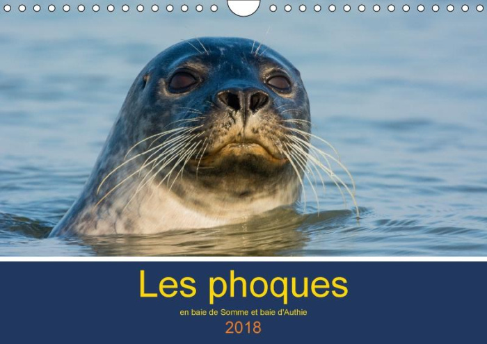 LES PHOQUES EN BAIE DE SOMME ET BAIE D AUTHIE CALENDRIER MUR - LES PHOQUES STARS DE LA BAIE D