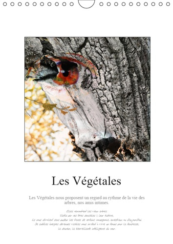 LES VEGETALES (CALENDRIER MURAL 2019 DIN A4 VERTICAL) - AU COEUR DE LA FORET DE BONNEVAUX, ELFES ET