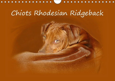 CHIOTS RHODESIAN RIDGEBACK (CALENDRIER MURAL 2019 DIN A4 HORIZONTAL) - PHOTOGRAPHIES DE CHIOTS DE RH