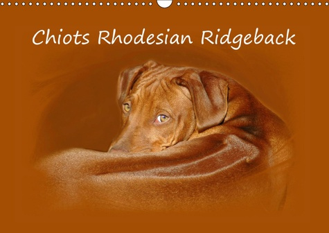 CHIOTS RHODESIAN RIDGEBACK (CALENDRIER MURAL 2019 DIN A3 HORIZONTAL) - PHOTOGRAPHIES DE CHIOTS DE RH
