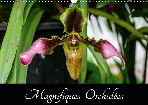 MAGNIFIQUES ORCHIDEES (CALENDRIER MURAL 2019 DIN A3 HORIZONTAL) - BELLES PHOTOGRAPHIES D'ORCHIDEES E