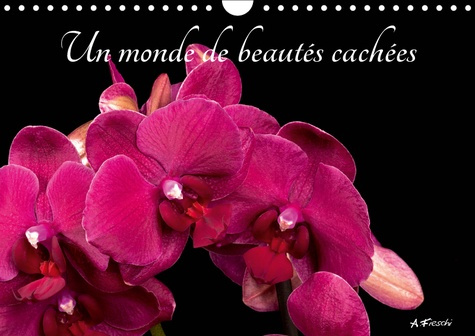 UN MONDE DE BEAUTES CACHEES (CALENDRIER MURAL 2019 DIN A4 HORIZONTAL) - BELLES ET COLOREES (CALENDRI