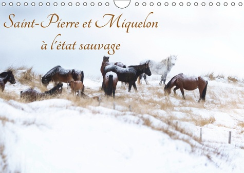 SAINT-PIERRE ET MIQUELON A L'ETAT SAUVAGE (CALENDRIER MURAL 2019 DIN A4 HORIZONTAL) - UN PETIT BOUT