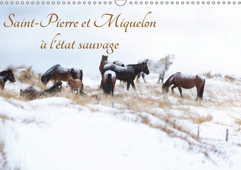 SAINT-PIERRE ET MIQUELON A L'ETAT SAUVAGE (CALENDRIER MURAL 2019 DIN A3 HORIZONTAL) - UN PETIT BOUT