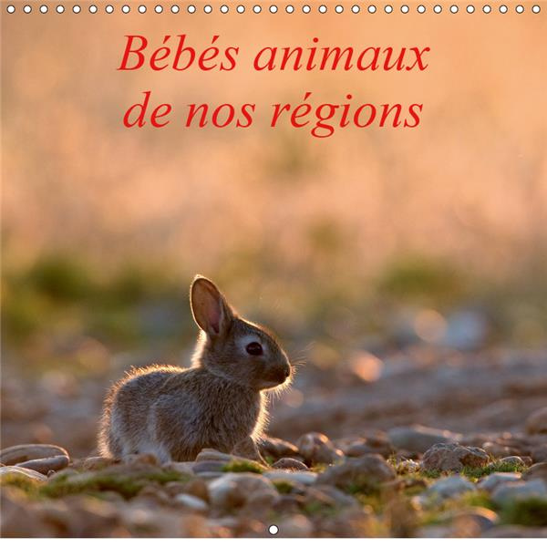 BEBES ANIMAUX DE NOS REGIONS (CALENDRIER MURAL 2019 300 * 300 MM SQUARE) - L'INSOUCIANCE DES BEBES A