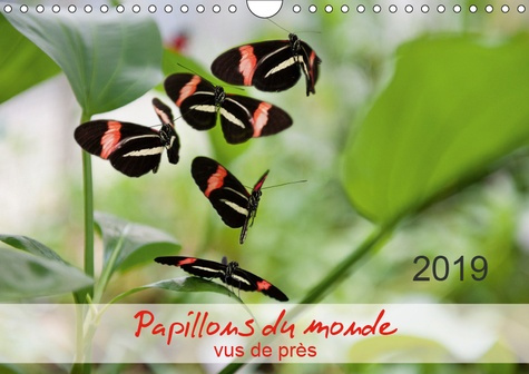 PAPILLONS DU MONDE, VUS DE PRES (CALENDRIER MURAL 2019 DIN A4 HORIZONTAL) - PORTRAITS DE DOUZE PAPIL