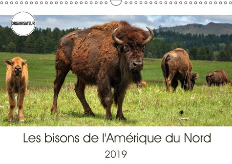 LES BISONS DE L'AMERIQUE DU NORD (CALENDRIER MURAL 2019 DIN A3 HORIZONTAL) - LE BISON EST LE PLUS GR