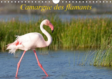 CAMARGUE DES FLAMANTS (CALENDRIER MURAL 2019 DIN A4 HORIZONTAL) - LA CAMARGUE, SES FLAMANTS ET SES C