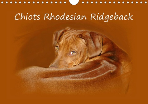 CHIOTS RHODESIAN RIDGEBACK (CALENDRIER MURAL 2020 DIN A4 HORIZONTAL) - PHOTOGRAPHIES DE CHIOTS DE RH