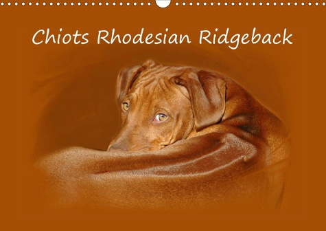 CHIOTS RHODESIAN RIDGEBACK (CALENDRIER MURAL 2020 DIN A3 HORIZONTAL) - PHOTOGRAPHIES DE CHIOTS DE RH