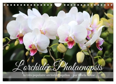L'orchidée Phalaenopsis (Calendrier mural 2025 DIN A4 vertical), CALVENDO calendrier mensuel. Le Pha