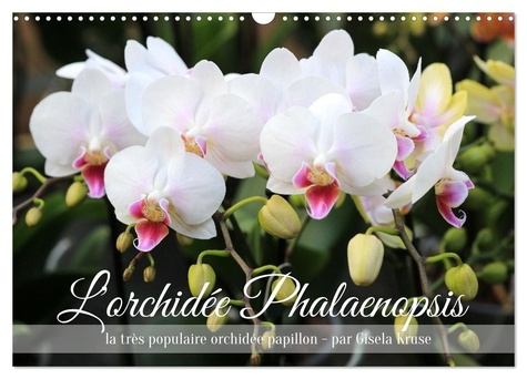 L'orchidée Phalaenopsis (Calendrier mural 2025 DIN A3 vertical), CALVENDO calendrier mensuel. Le Pha