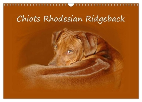 Chiots Rhodesian Ridgeback (Calendrier mural 2025 DIN A3 vertical), CALVENDO calendrier mensuel. Pho