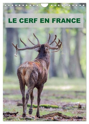 LE CERF EN FRANCE (Calendrier mural 2025 DIN A4 horizontal), CALVENDO calendrier mensuel. Photograph