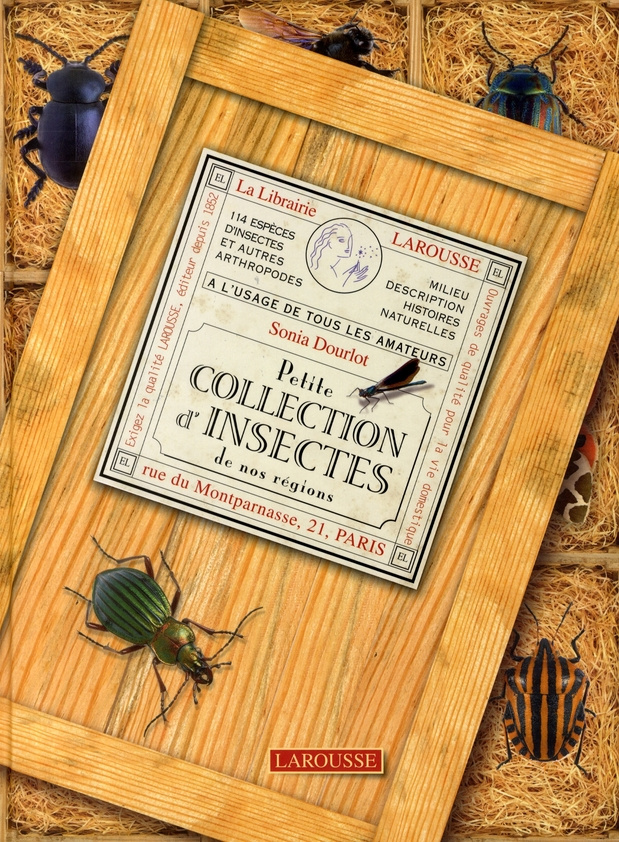 Petite collection d'insectes de nos régions