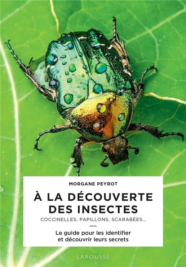 A la découverte des insectes. Coccinelles, papillons, scarabées...