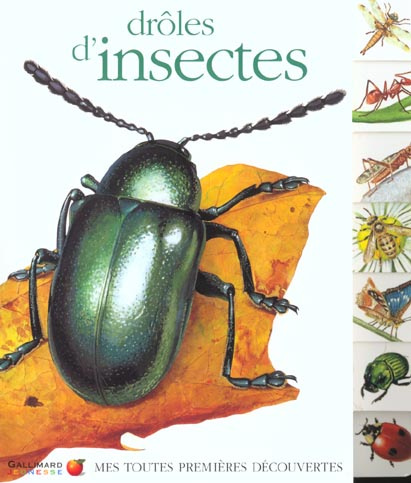 Drôle d'insectes