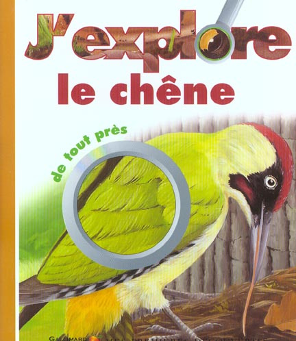 J'explore le chêne de tout près