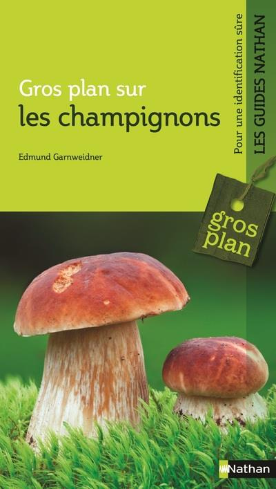 Gros plan sur les champignons
