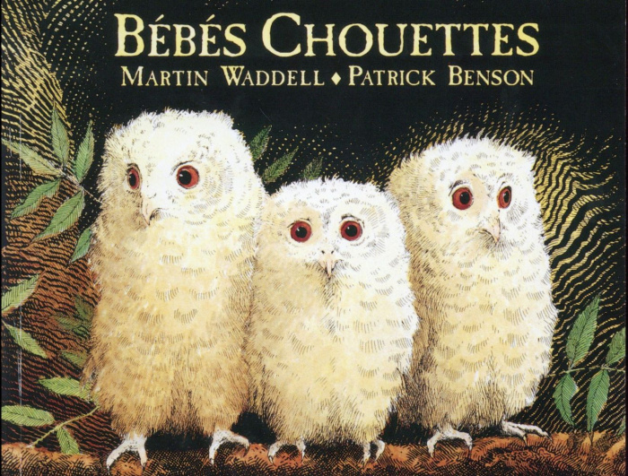 Bébés chouettes