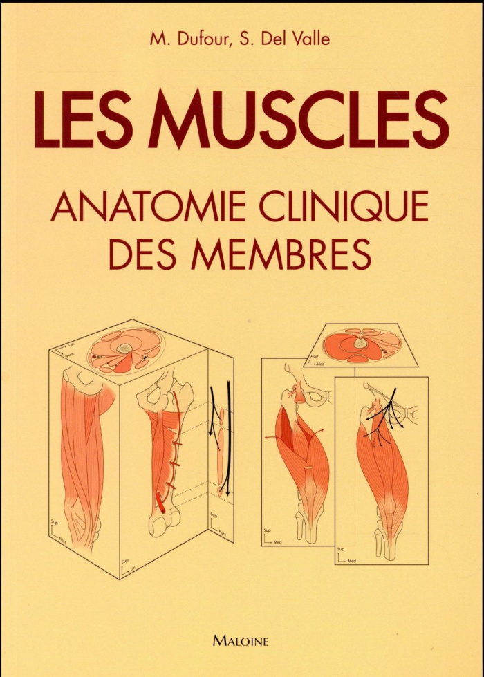 Les muscles. Anatomie clinique des membres
