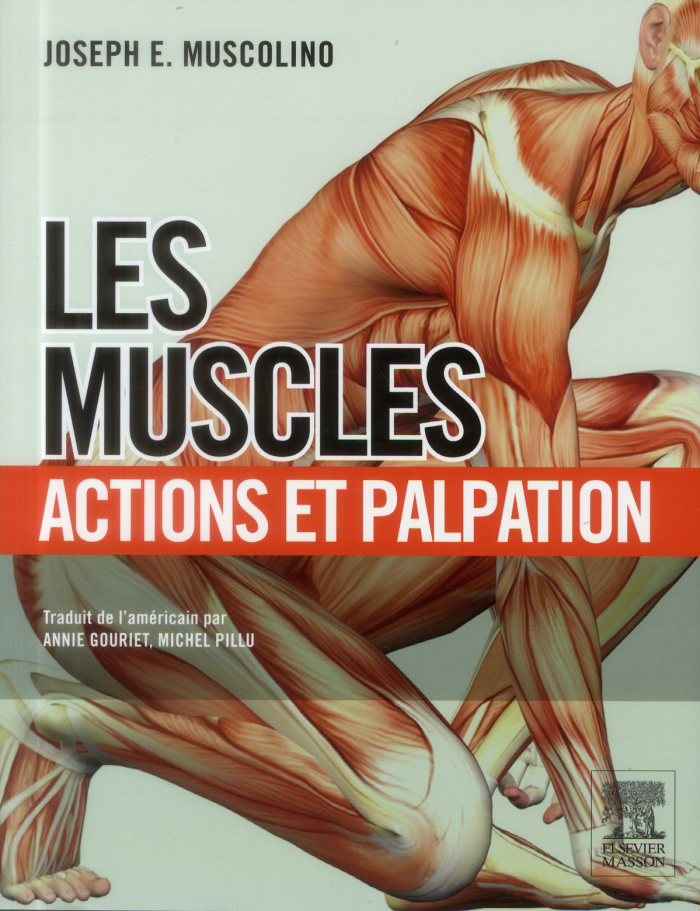 Les muscles : actions et palpation